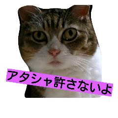 [LINEスタンプ] ニャンチュといっしょ