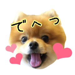 [LINEスタンプ] ポメラニアンのリオ