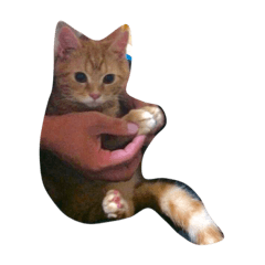 [LINEスタンプ] 猫のいる暮らし