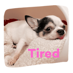 [LINEスタンプ] わんこ と にゃんこ のスタンプ
