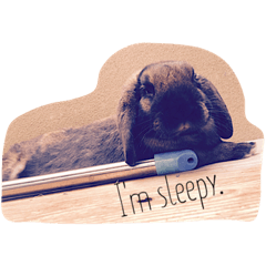 [LINEスタンプ] My rabbit,RAN！