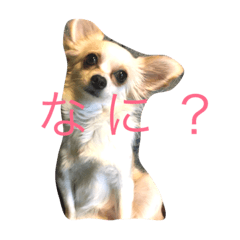 [LINEスタンプ] 美犬でおなじみ、さくらです