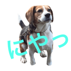 [LINEスタンプ] 面白犬②