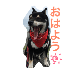 [LINEスタンプ] 黒柴 ライトくん