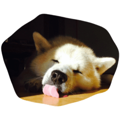 [LINEスタンプ] 豆 寅 の日常