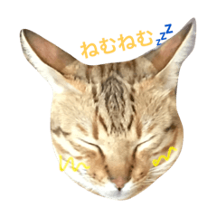 [LINEスタンプ] おてんば猫てぃてぃ