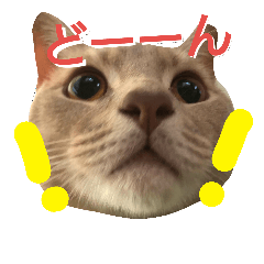[LINEスタンプ] ねこマンチカンはる