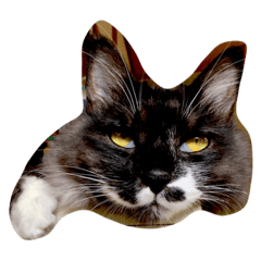 [LINEスタンプ] nyankichipipi