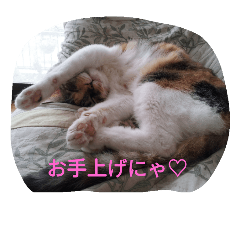 [LINEスタンプ] 橋本家の猫たち