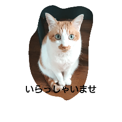 [LINEスタンプ] ほうずき・くろむの日常