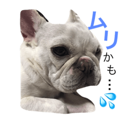 [LINEスタンプ] フレブルのアメちゃん