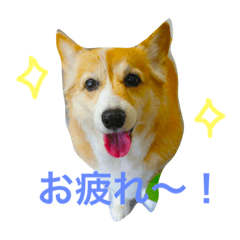 [LINEスタンプ] まぁるのスタンプ♡