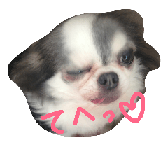 [LINEスタンプ] 愛犬です