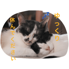 [LINEスタンプ] 猫とほんわか日常会話