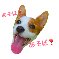 [LINEスタンプ] ワンだラン♪