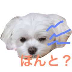 [LINEスタンプ] サラン〜