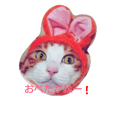 [LINEスタンプ] Izumo no Cat
