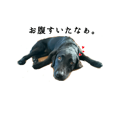 [LINEスタンプ] 黒ラブ ふたば②