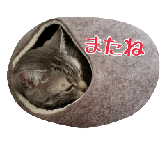 [LINEスタンプ] 猫のショーちゃんの一言スタンプ