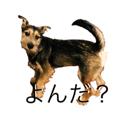 [LINEスタンプ] リーリエとティアラ