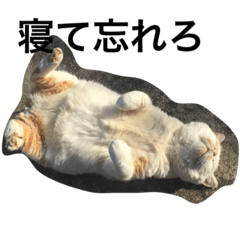 [LINEスタンプ] 今日のおーしまさん
