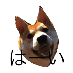 [LINEスタンプ] sibainu sa-