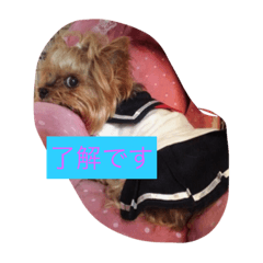 [LINEスタンプ] 犬尾家の犬々part2