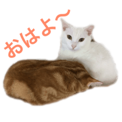 [LINEスタンプ] ucino neko nihiki moji miyaskusitemita