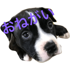 [LINEスタンプ] わんちゃん1