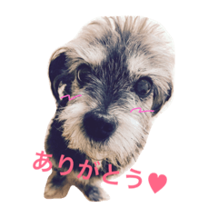 [LINEスタンプ] シープー犬  レオの日常