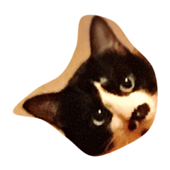 [LINEスタンプ] 凶暴猫チョビスケ