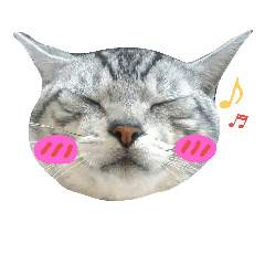 [LINEスタンプ] ねこあるある