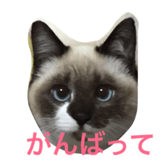 [LINEスタンプ] ラテまるにゃんこ