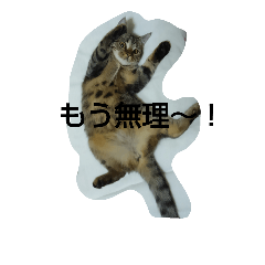 [LINEスタンプ] my cats<3