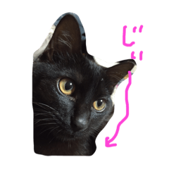 [LINEスタンプ] 黒猫ฅ^•ﻌ•^ฅくろちゃん