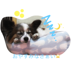 [LINEスタンプ] パピヨンの空ちゃん♡