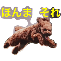 [LINEスタンプ] toy poodle  kuu