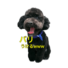 [LINEスタンプ] chocohachi poodles