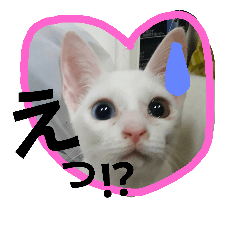 [LINEスタンプ] とーっても可愛いネコちゃん