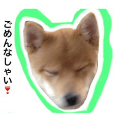 [LINEスタンプ] マメシバ チロたんの毎日
