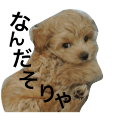 [LINEスタンプ] もものお言葉