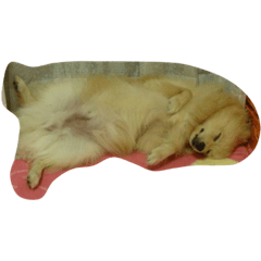 [LINEスタンプ] ポメラニアンの可愛い姿