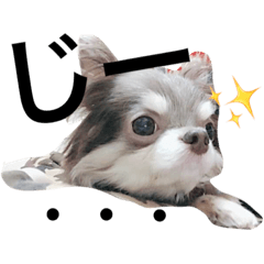 [LINEスタンプ] チワワせの輪 4