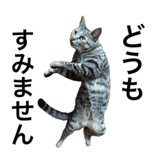 [LINEスタンプ] ネコのにゃんちゃん