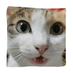 [LINEスタンプ] 日常に使えるスタンプ 猫編