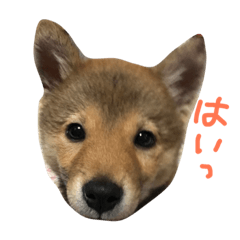 [LINEスタンプ] 柴犬 むすびくん
