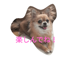 [LINEスタンプ] こんにチワワ2