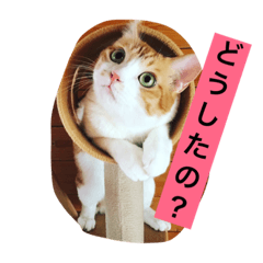 [LINEスタンプ] 可愛い猫たち3