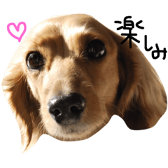 [LINEスタンプ] ぽにえち