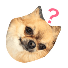[LINEスタンプ] わんこと一緒